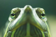 Beautiful Green Turtle Head