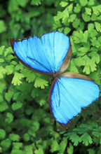 bluebutterfly